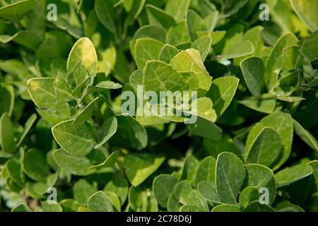 Succursale di Euonymus fortunei . Euonymus fortunei gracilis nomi comuni fuso o fuso della Fortune, superriduttore invernale o superriduttore invernale, verde e bianco Foto Stock