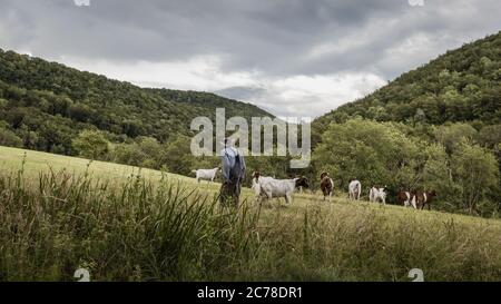 Un agricoltore guarda la sua mandria fuori nei campi nella zona rurale del Baden-Wurttemberg, Germania Foto Stock