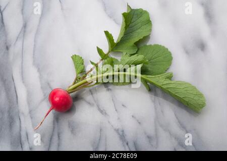 Studio di rafano appena selezionato su una superficie di marmo - John Gollop Foto Stock