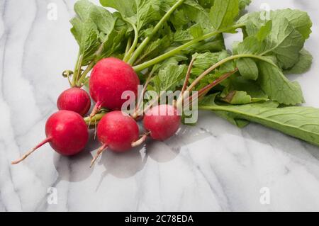 Studio di rafano appena selezionato su una superficie di marmo - John Gollop Foto Stock