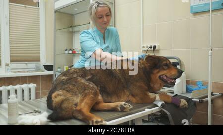 Cane di villaggio di cortile esaminato da un medico di clinica di veterinario. Foto Stock