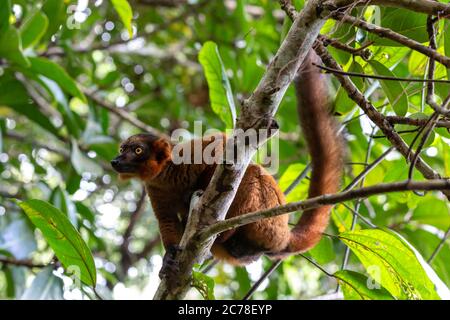 Un rosso vari si trova nei rami di un albero Foto Stock