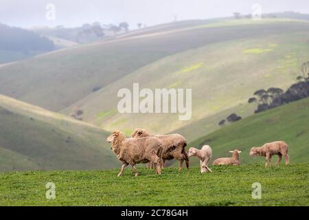 Pecora e agnello su campi verdi e colline ondulate sulla penisola di fleurieu a Myponga Sud australia il 14 2020 luglio Foto Stock