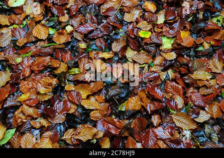 Foglie di faggio appena caduto in autunno, Dorset, UK Foto Stock