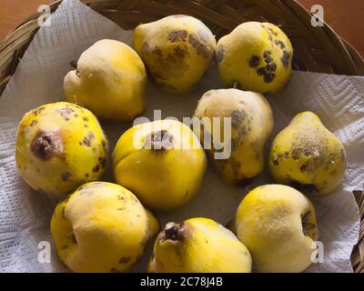 Frutta di mele cotogne appena prelevata da un albero di frutta prolifico Meeches pronto per essere trasformato in gelatina in cucina Foto Stock