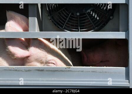 02 luglio 2020, Sassonia-Anhalt, Weißenfels: I suini si vedono dietro la finestra sbarrata di un trasporto di animali di fronte al macello Tönnies di Weißenfels. Foto: Hendrik Schmidt/dpa-Zentralbild/ZB Foto Stock