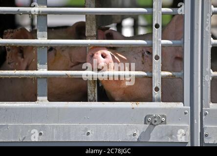 02 luglio 2020, Sassonia-Anhalt, Weißenfels: I suini si vedono dietro la finestra sbarrata di un trasporto di animali di fronte al macello Tönnies di Weißenfels. Foto: Hendrik Schmidt/dpa-Zentralbild/ZB Foto Stock