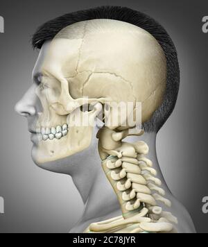 rappresentazione 3d, rappresentazione accurata dal punto di vista medico di un'anatomia del cranio e del collo maschile Foto Stock