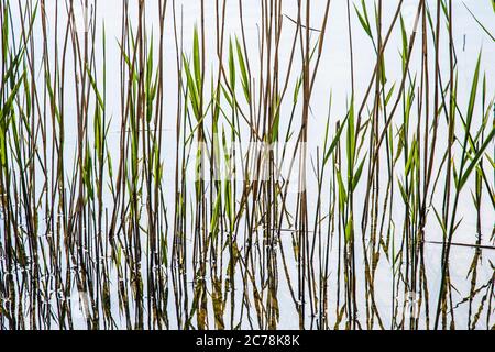 Un quadro di disegno delle canne e dei loro riflessi in acqua still. Foto Stock