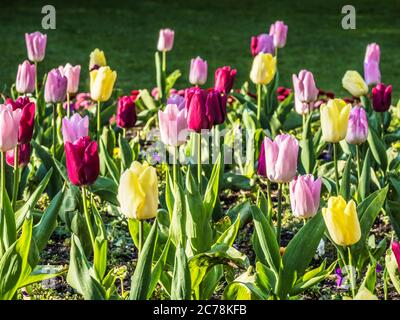 Tulipani gialli, rosa e viola in un letto di fiori primaverili. Foto Stock