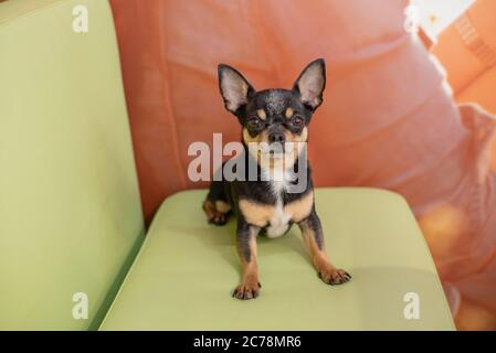 Bel cane chihuahua. Ritratto animale. Foto elegante. Chihuahua al chiuso. Cane nero con macchie marrone e bianco Foto Stock