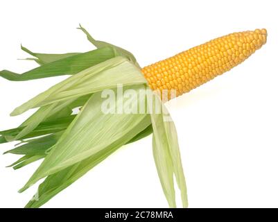 L'orecchio di mais isolato su sfondo bianco Foto Stock