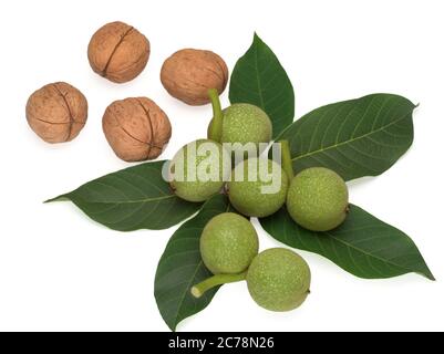 Frutta verde immature della noce comune su foglie e sbucciate Foto Stock