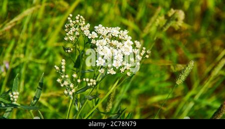 Capsella bursa-pastoris, borsetta del pastore a causa dei suoi frutti piatti triangolari, che sono a forma di borsetta, è una piccola pianta annuale e ruderale fioritura Foto Stock