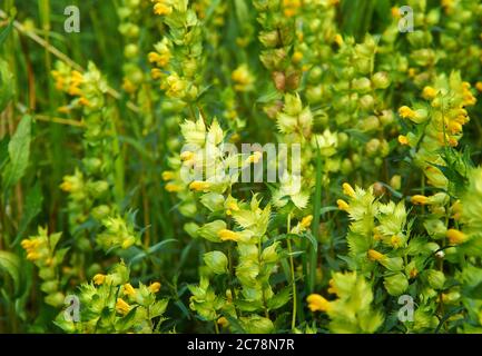 Rinanthus angustifolius, rattolo con foglie strette o maggiore gattonetto giallo, fiore selvatico annuale nativo di temperare praterie in gran parte d'Europa, e no Foto Stock