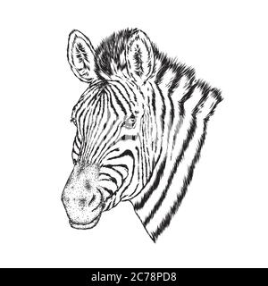 Una zebra con bicchieri e cravatta. Illustrazione vettoriale. Illustrazione Vettoriale