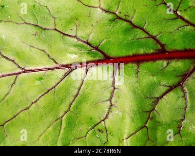 Primo piano di una foglia di barbabietola Boltardy Foto Stock