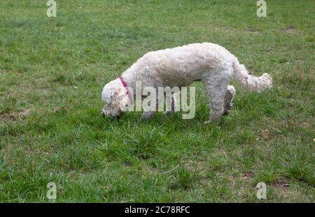 Keston Ponds,Kent,UK,15 Luglio 2020,UN Labradoodle gioca sull'erba di Keston Ponds nonostante il tempo nuvoloso e il cielo grigio.Credit: Keith Larby/Alamy Live News Foto Stock