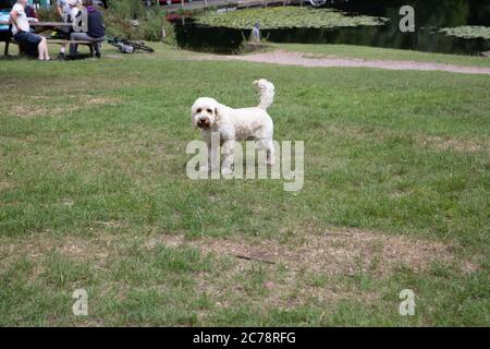 Keston Ponds,Kent,UK,15 Luglio 2020,UN Labradoodle gioca sull'erba di Keston Ponds nonostante il tempo nuvoloso e il cielo grigio.Credit: Keith Larby/Alamy Live News Foto Stock