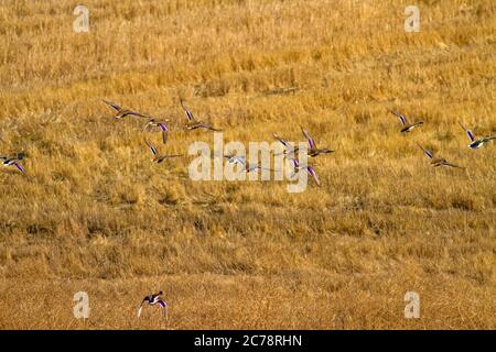 Anatre volanti. Sfondo natura giallo. Foto Stock