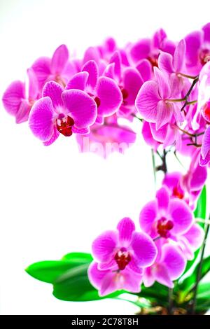 Lilla orchidea sulla finestra, un sacco di fiori sui gambi. Foto Stock