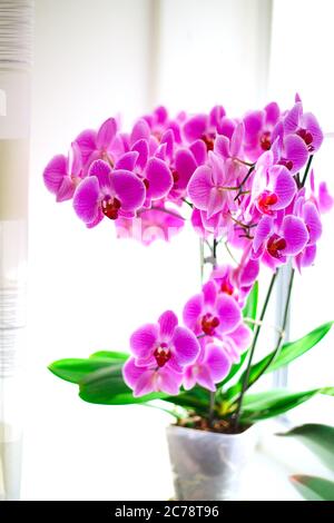 Lilla orchidea sulla finestra, un sacco di fiori sui gambi. Foto Stock