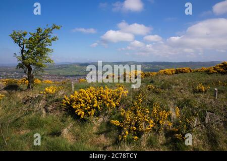 Wild Gorse, Co. Antrim, Carnmoney Hill Foto Stock