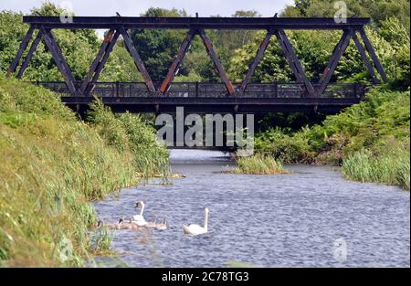 I cigni si snodano lungo il bellissimo canale di Basingstoke vicino a Farnborough Foto Stock