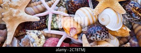 Conchiglie e stelle, spiaggia e sfondo panoramico estivo Foto Stock