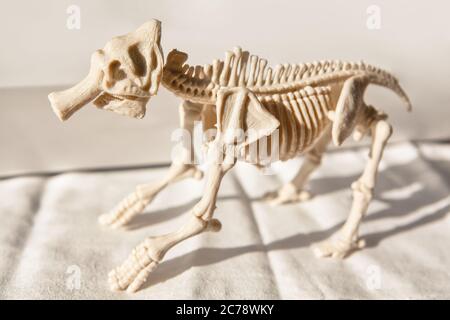 Scheletro di un animale mostruoso . Anatomia delle ossa dei mammiferi Foto Stock