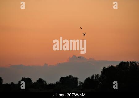 Gabbiani, molto piccoli, contro un bel cielo rosso sera Foto Stock