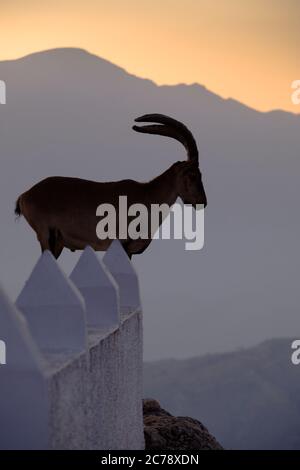 Stambecco selvatico sulle pareti della torre di guardia moresca a Comares, Axarquia, Malaga, Andalusia, Costa del Sol, Spagna Foto Stock