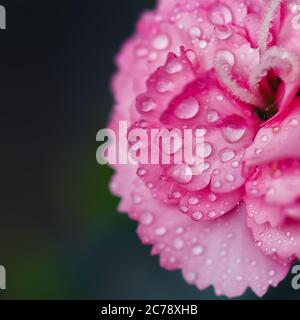 Mattina rugiada su garofano. Profondità di campo poco profonda Foto Stock
