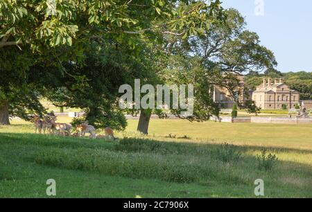 Allaccia i cervi nel parco dei cervi, Holkham Hall e tenuta, esterno, una casa di campagna del 18 ° secolo a Holkham, Inghilterra Norfolk UK Foto Stock
