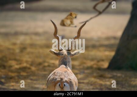 Nero-buck maschile guardando una leonessa che riposa su un sole giorno Foto Stock