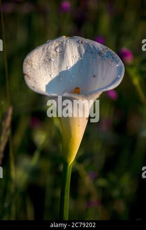 Primo piano fotografia di un fiore di arum-giglio con alcune gocce di pioggia, catturato al mattino presto nelle montagne centrali andine della Colombia. Foto Stock