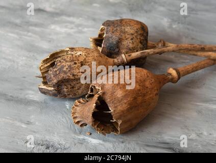 Teste di papavero cresciute in casa, testa aperta. Teste di papavero usate. Foto Stock