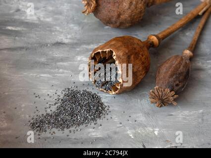 Teste di papavero coltivate in casa, testa aperta e semi di papavero versato. Foto Stock