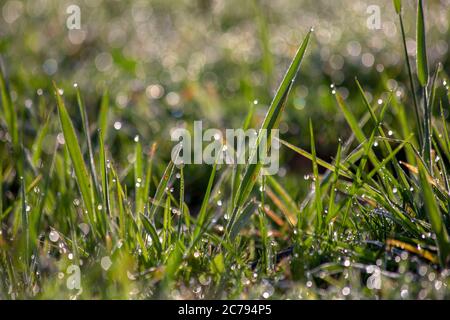 Fotografia ravvicinata di alcune mandrini di erba ricoperta di gocce di pioggia. Catturato con il sole di mattina presto. Foto Stock