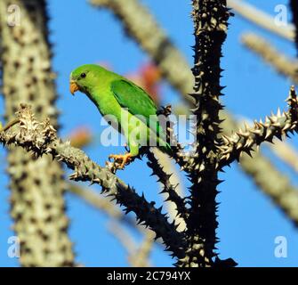 Pappagallo pappagallo o Lorikeet indiano Foto Stock