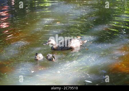 Anatra con due anatroccoli che nuotano sul lago Stover Foto Stock