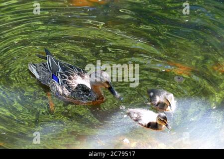 Anatra con due anatroccoli che nuotano sul lago Stover Foto Stock