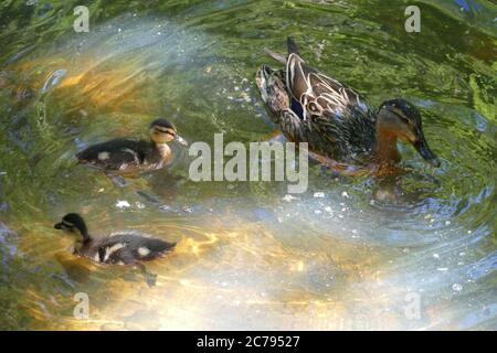 Anatra con due anatroccoli che nuotano sul lago Stover Foto Stock