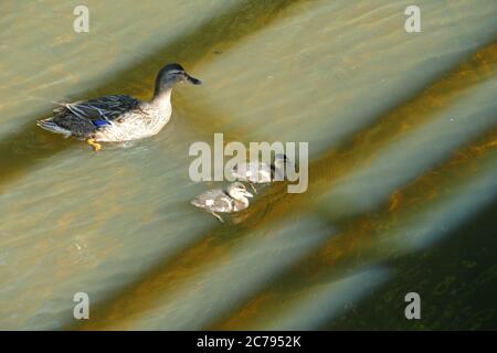 Anatra con due anatroccoli che nuotano sul lago Stover Foto Stock