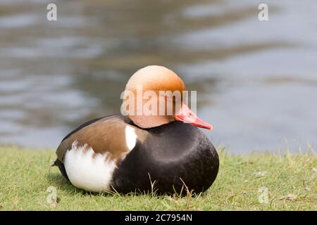 Un primo piano di un bietino maschio Red Crested seduto su una riva del fiume Foto Stock