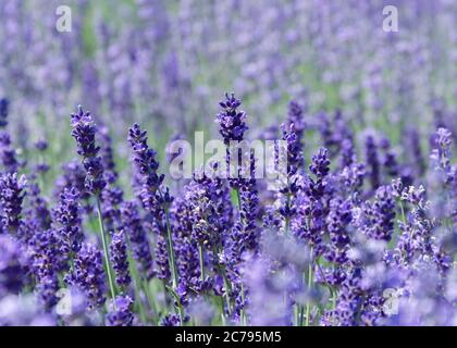 I cespugli di lavanda chiudono in primo piano i cespugli di lavanda Foto Stock