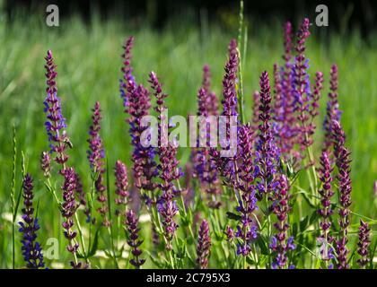 fiori blu delicati in verde fogliame Foto Stock