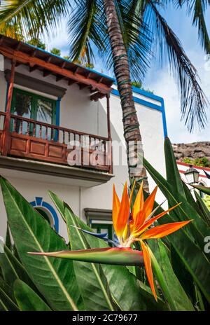 Strelitzia Isole Canarie fiore iconico con tipico balcone Canarie appartamento per vacanze dietro Puerto Mogan Gran Canaria Isole Canarie Spagna Foto Stock