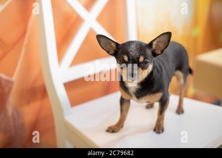Bel cane chihuahua. Ritratto animale. Foto elegante. Chihuahua al chiuso. Cane nero con macchie marrone e bianco Foto Stock