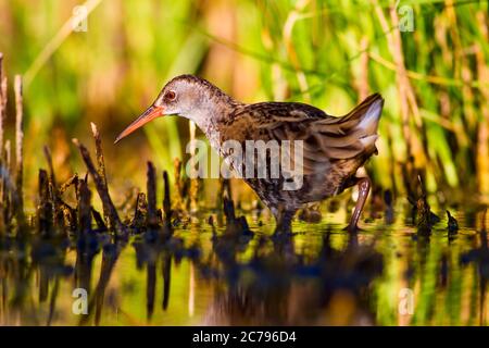 Natura e uccelli acquatici. Verde natura habitat sfondo. Uccello: Ferrovia di acqua. Rallus aquaticus. Foto Stock